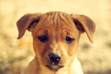 Yavru köpek Shepherd. Büyük bir portre. Önden bak. Öğlen güneşinin altında yaz mevsimi. Kırım.