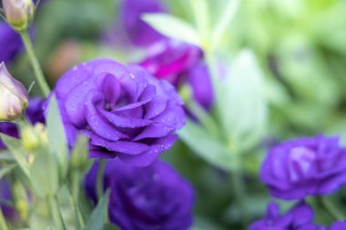 Bahçedeki güzel güller   