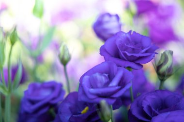 Bahçedeki güzel güller   