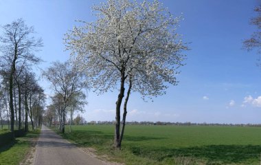 Çiçekli ağaç arkaplan görünümü 