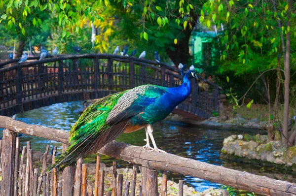 Pavo Real Tropical Zoológico — Foto de Stock