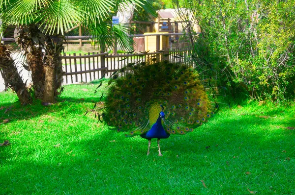 Hayvanat Bahçesindeki Tropik Tavus Kuşu — Stok fotoğraf