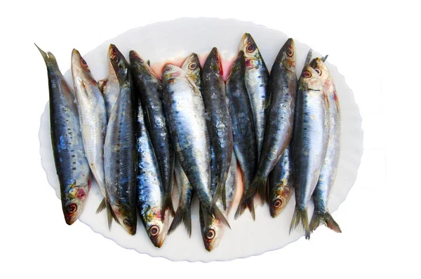 Beyaz Tabakta Taze Sardalya Balıkları Izole Edilmiş — Stok fotoğraf