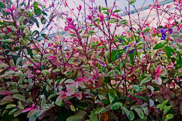Arbustos Planta Con Hojas Pequeñas Verdes Rosadas — Foto de Stock