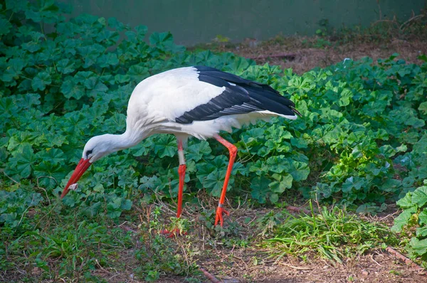 White Stork Looking Food — Stock Photo, Image