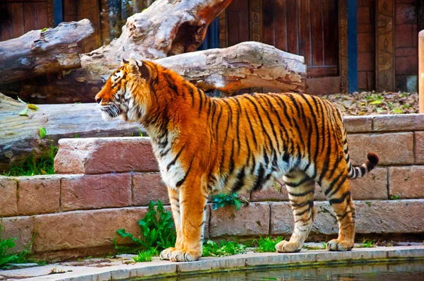 Gran Tigre Cerca Pared Estanque Otoño —  Fotos de Stock