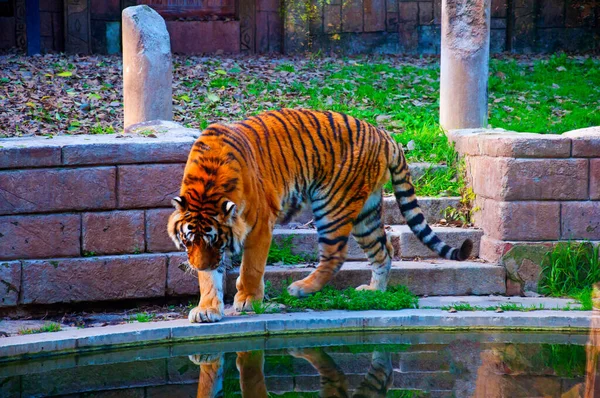 Gran Tigre Cerca Del Estanque Otoño —  Fotos de Stock