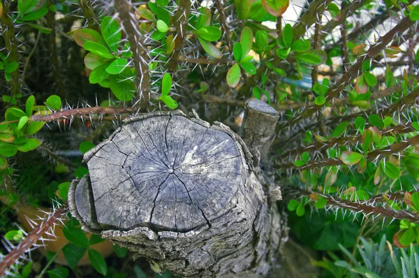 Kuru Ağaç Gövdesi Mutlulukla Çevrili Makro — Stok fotoğraf