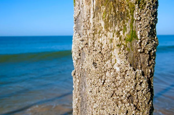 Shell Covered Trunk Sea Shore — Stock Photo, Image