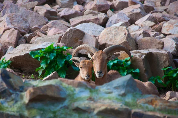 Pair Mountain Goats Sitting Together Rock Background — ストック写真