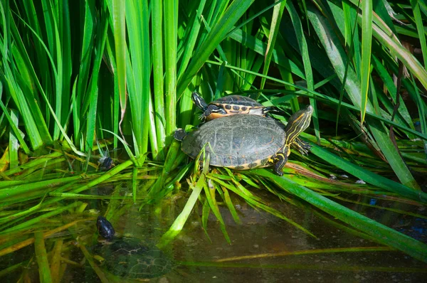 Черепахи Виходять Води Щоб Мати Сонце — стокове фото