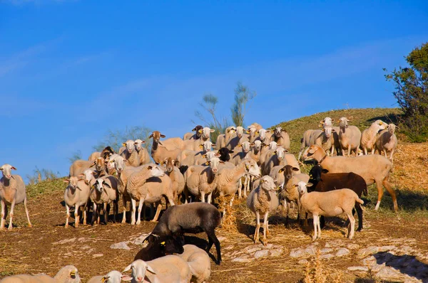 White Brown Black Sheeps Top Hill Autumn — Stock Photo, Image
