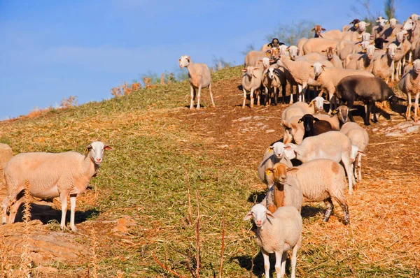 Flock Sheep Hillside Awaiting Food Autumn — Stock Photo, Image