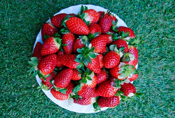 Großer Teller Mit Erdbeeren Auf Dem Grashintergrund — Stockfoto