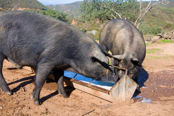 Dois Grandes Porcos Domésticos Escuros Comendo Leite Cocho Alimentação Dia — Fotografia de Stock