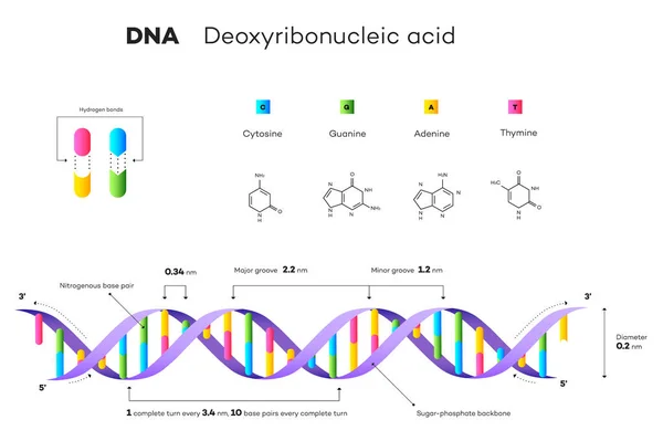 Molecular Structure Dna Infographic Educational Illustration — Stock Photo, Image