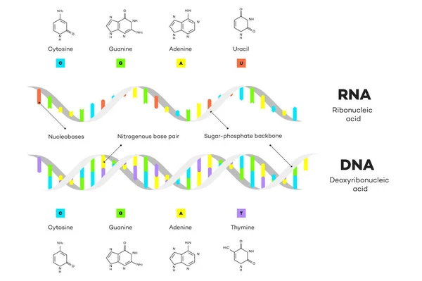 Molecular Structure Dna Rna Infographic Educational Illustration — Stock Photo, Image