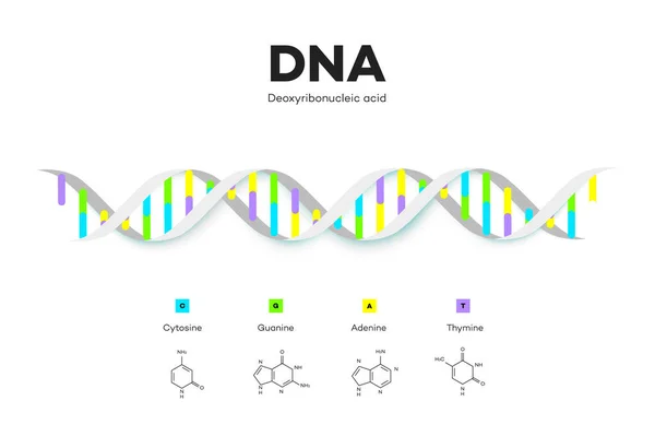 Molecular Structure Dna Infographic Educational Illustration — Stock Photo, Image