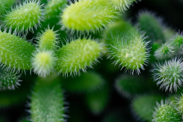 Макроснимок Зеленого Кактуса Кактуса Шипами Шипами — стоковое фото