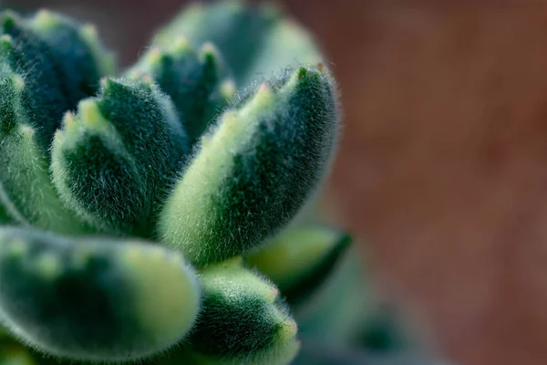 Макроснимок Зеленого Кактуса Кактуса Шипами Шипами — стоковое фото
