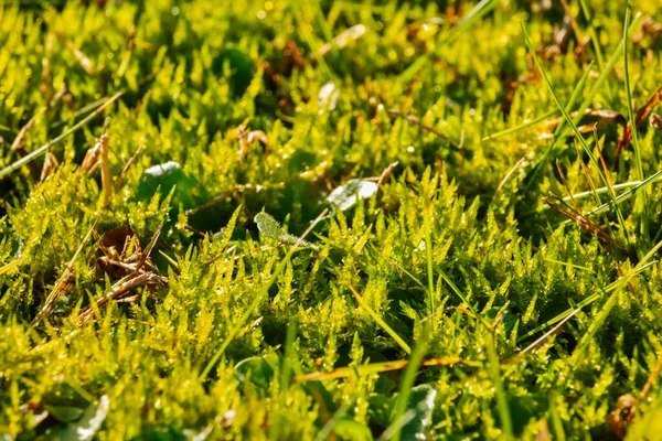 Schöne Grüne Wiese Mit Moos — Stockfoto