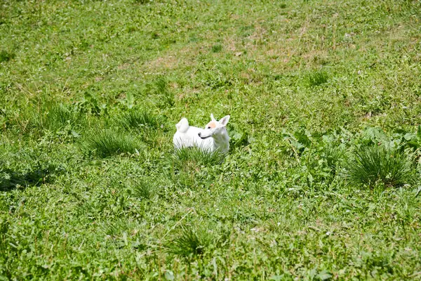 Yeşil Çimlerin Üzerinde Şirin Beyaz Köpek Jack Russell Teriyeri — Stok fotoğraf