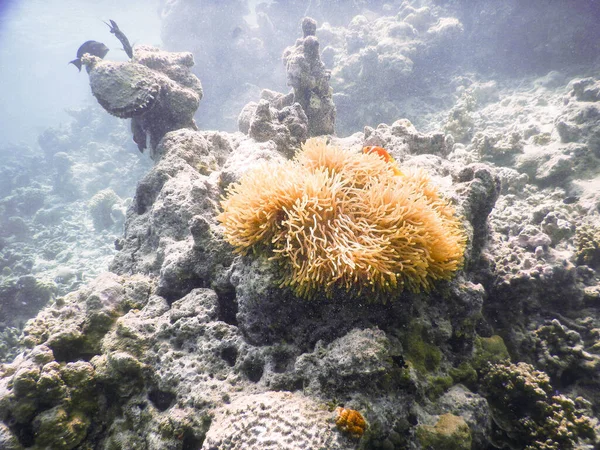Морской Анемон Удивительная Концепция Подводного Мира — стоковое фото