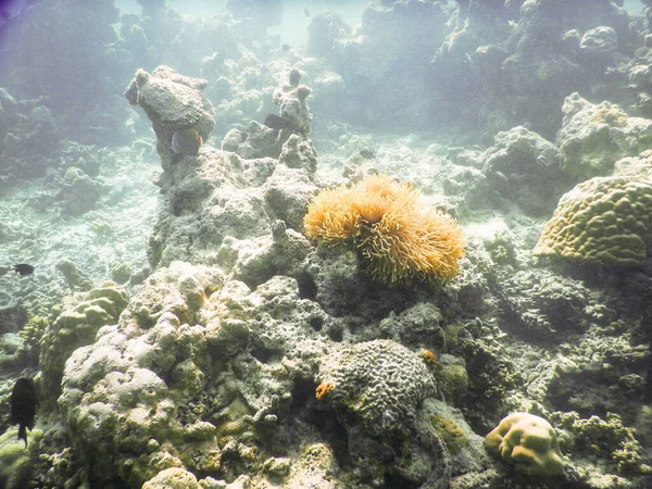 Θαλάσσια Ανεμώνη Καταπληκτική Έννοια Υποβρύχιου Κόσμου — Φωτογραφία Αρχείου