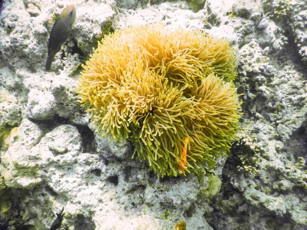 Θαλάσσια Ανεμώνη Καταπληκτική Έννοια Υποβρύχιου Κόσμου — Φωτογραφία Αρχείου