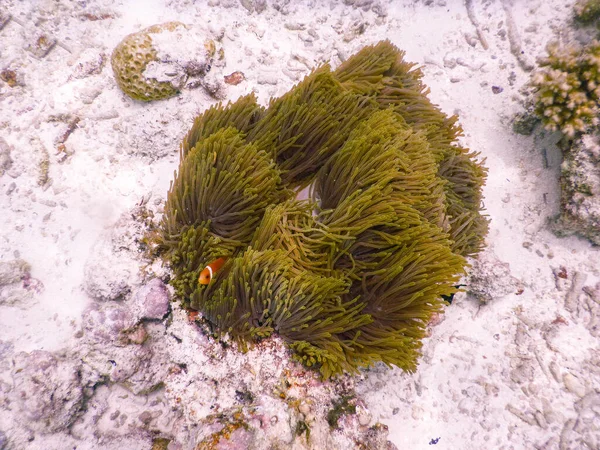 Deniz Şakayığı Nanılmaz Sualtı Dünyası Konsepti — Stok fotoğraf