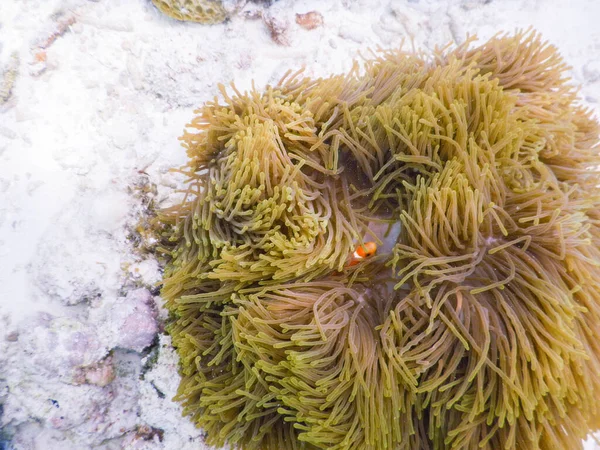 Morski Anemon Niesamowita Koncepcja Podwodnego Świata — Zdjęcie stockowe