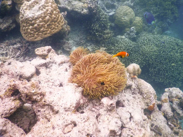Sea Anemone Amazing Underwater World Concept — Stock Photo, Image