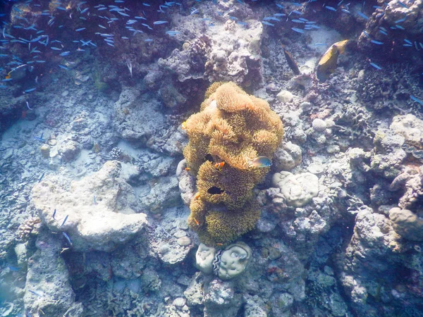 Zeeanemoon Verbazingwekkend Onderwater Wereld Concept — Stockfoto
