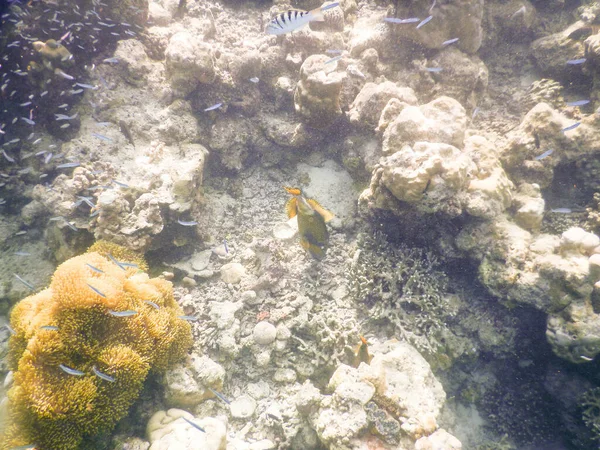 Havsanemon Fantastisk Undervattensvärld Koncept — Stockfoto
