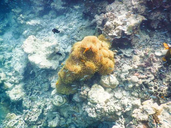 Seeanemone Erstaunliches Unterwasserwelten Konzept — Stockfoto
