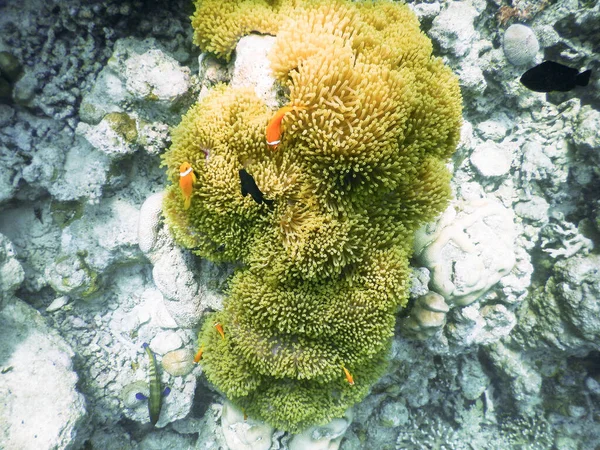 Havsanemon Fantastisk Undervattensvärld Koncept — Stockfoto
