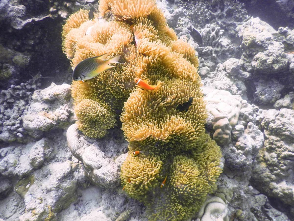 Seeanemone Erstaunliches Unterwasserwelten Konzept — Stockfoto