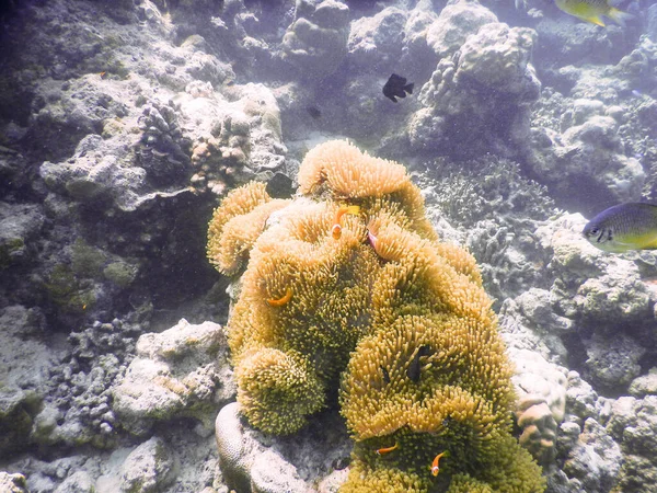 Mořská Sasanka Úžasný Podvodní Světový Koncept — Stock fotografie