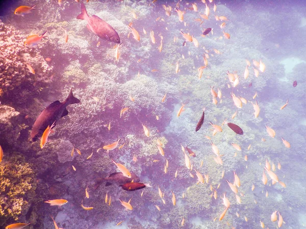 Vissen Verbazingwekkend Onderwater Wereld Concept — Stockfoto