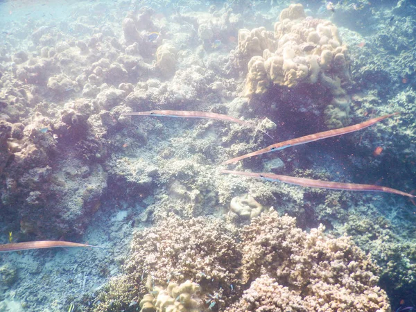 Plankton Och Tropiska Fiskar Fantastisk Undervattensvärld Koncept — Stockfoto