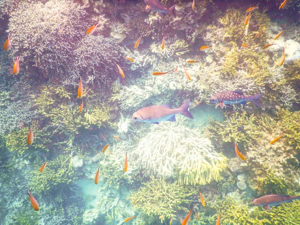 Plankton Und Tropische Fische Erstaunliches Unterwasserwelten Konzept — Stockfoto