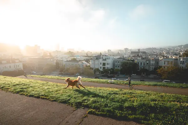 Köpek Doğa Arka Planında Sokakta Koşuyor — Stok fotoğraf