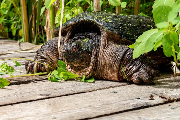 Snapping Turtle Background View — Stock Photo, Image