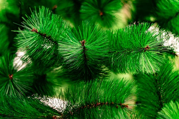 Yeşil Noel Ladin Dalları Taraftan Yakın Çekim Arka Plan Bulanık — Stok fotoğraf