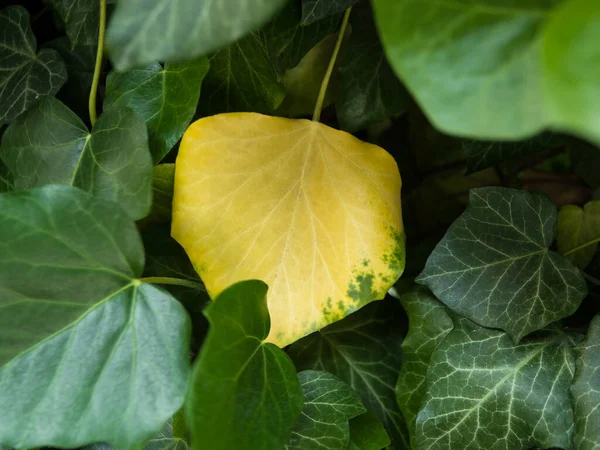 Yellow Leaf Greens — Stock Photo, Image