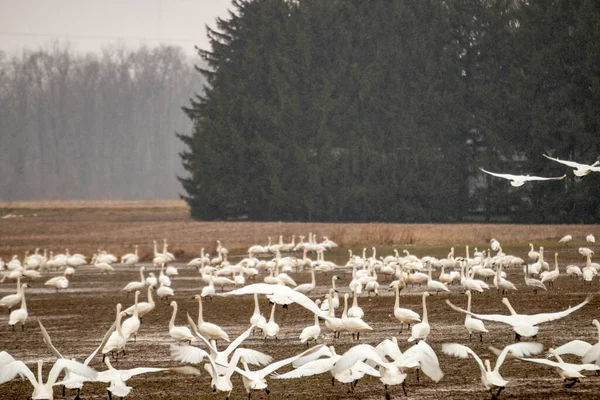 Cisnes Tundra Acumulan Campo Agricultores Durante Las Migraciones Invierno — Foto de Stock