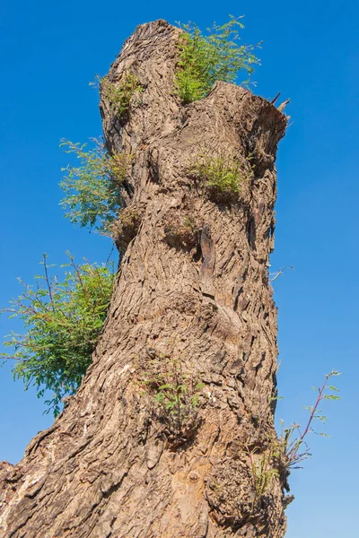 Zbliżenie Szczegółów Dużych Pnia Drzewa Nowym Wzrostem — Zdjęcie stockowe