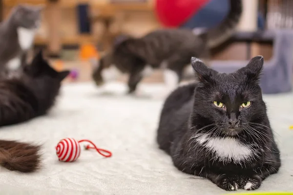 Angry Disgruntled Black Cat Lying Floor — Stock Photo, Image