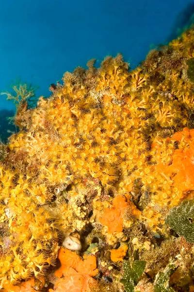 Dzika Przyroda Niesamowita Koncepcja Podwodnego Świata — Zdjęcie stockowe
