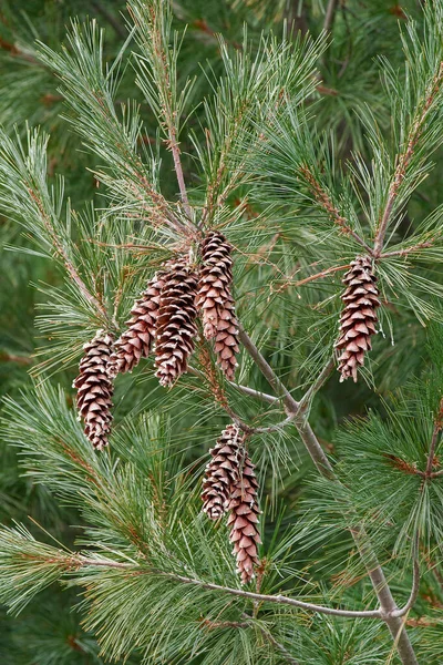 Close Image Eastern White Pine Cones — Stock Photo, Image